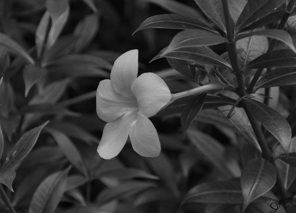 DSC-0017-bw.jpg