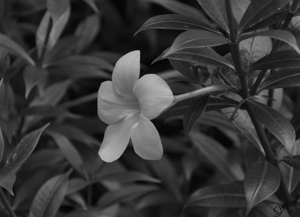 DSC-0017-bw075x.jpg