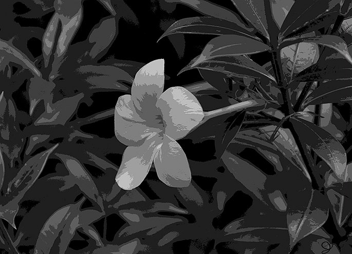 DSC-0017-bw-pstrzd025x.jpg