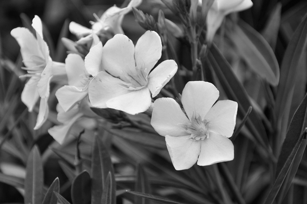 DSC-0026-bw.jpg