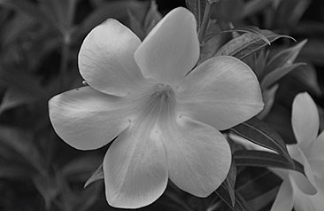 DSC-0028-bw01x.jpg