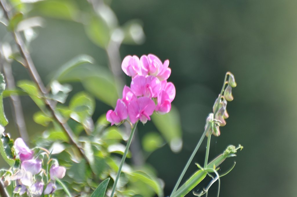 DSC-0055.JPG